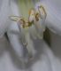 image of Hosta sieboldiana