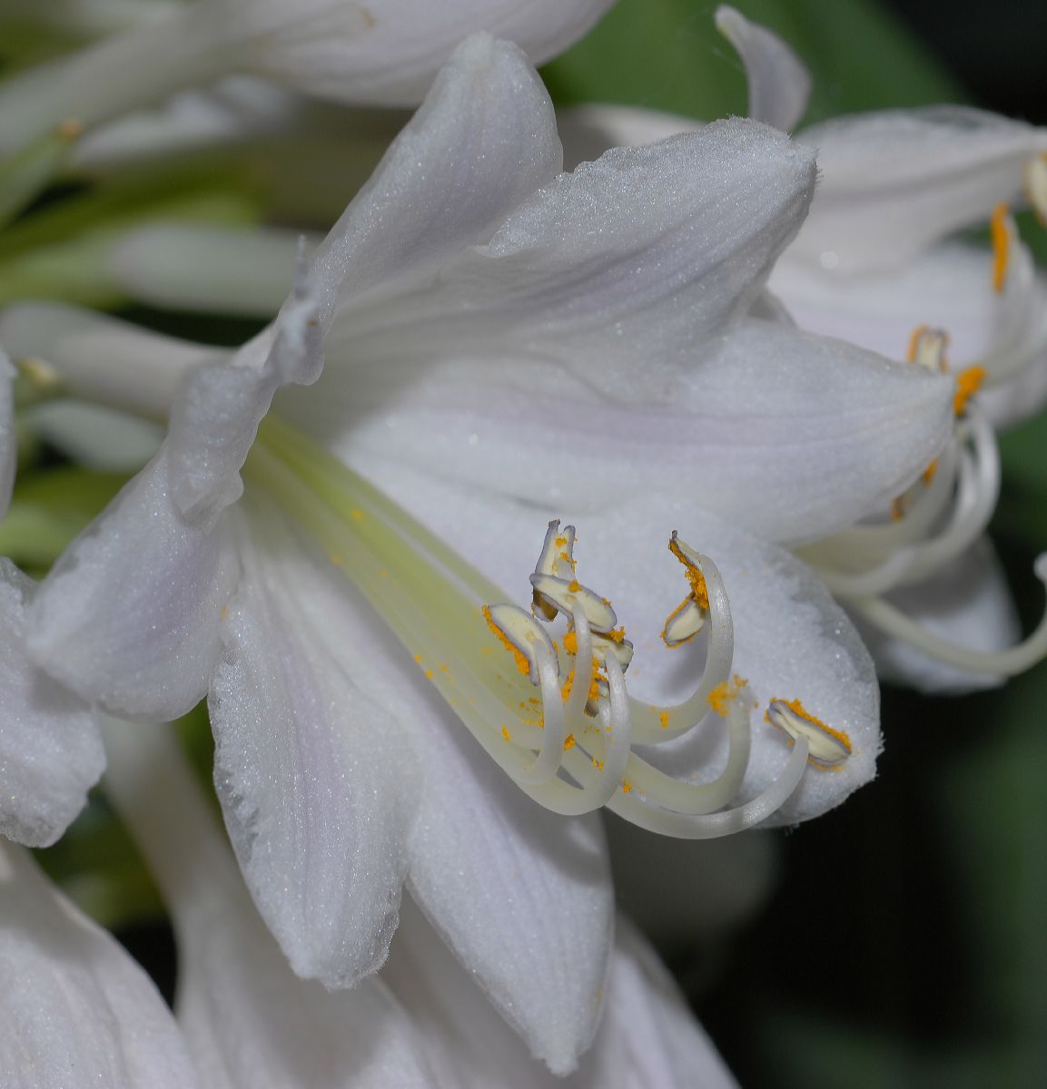 Asparagaceae Hosta sieboldiana
