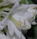 image of Hosta sieboldiana