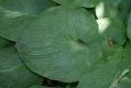 image of Hosta sieboldiana