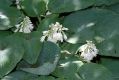 image of Hosta sieboldiana