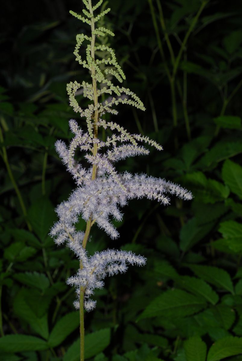 Saxifragaceae Astilbe chinensis
