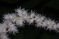 image of Astilbe chinensis