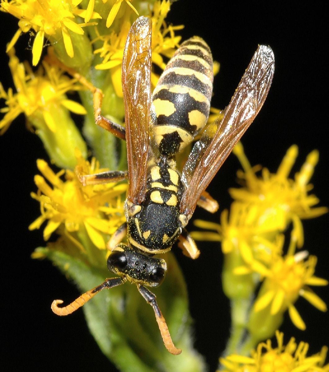 Vespidae Polistes dominula