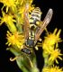 image of Polistes dominula