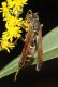 image of Polistes fuscatus
