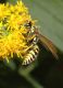 image of Polistes dominula