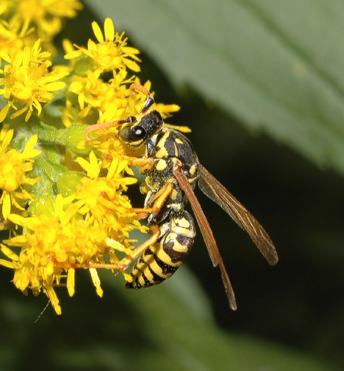 Vespidae Polistes dominula
