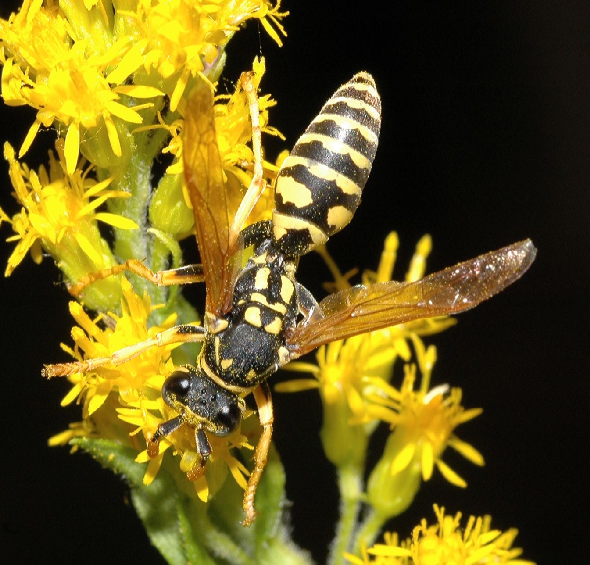 Vespidae Polistes dominula