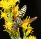 image of Polistes dominula