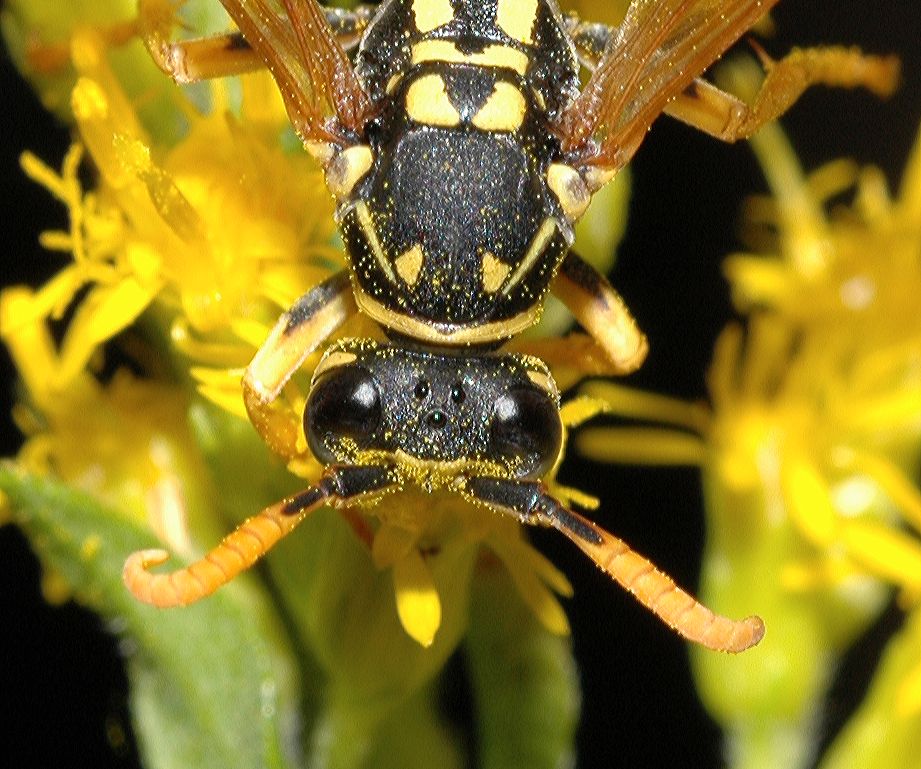 Vespidae Polistes dominula