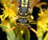 image of Polistes dominula