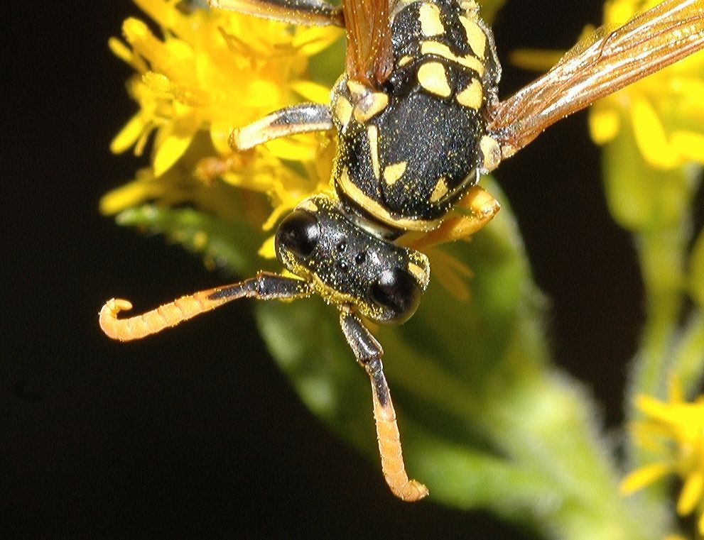 Vespidae Polistes dominula