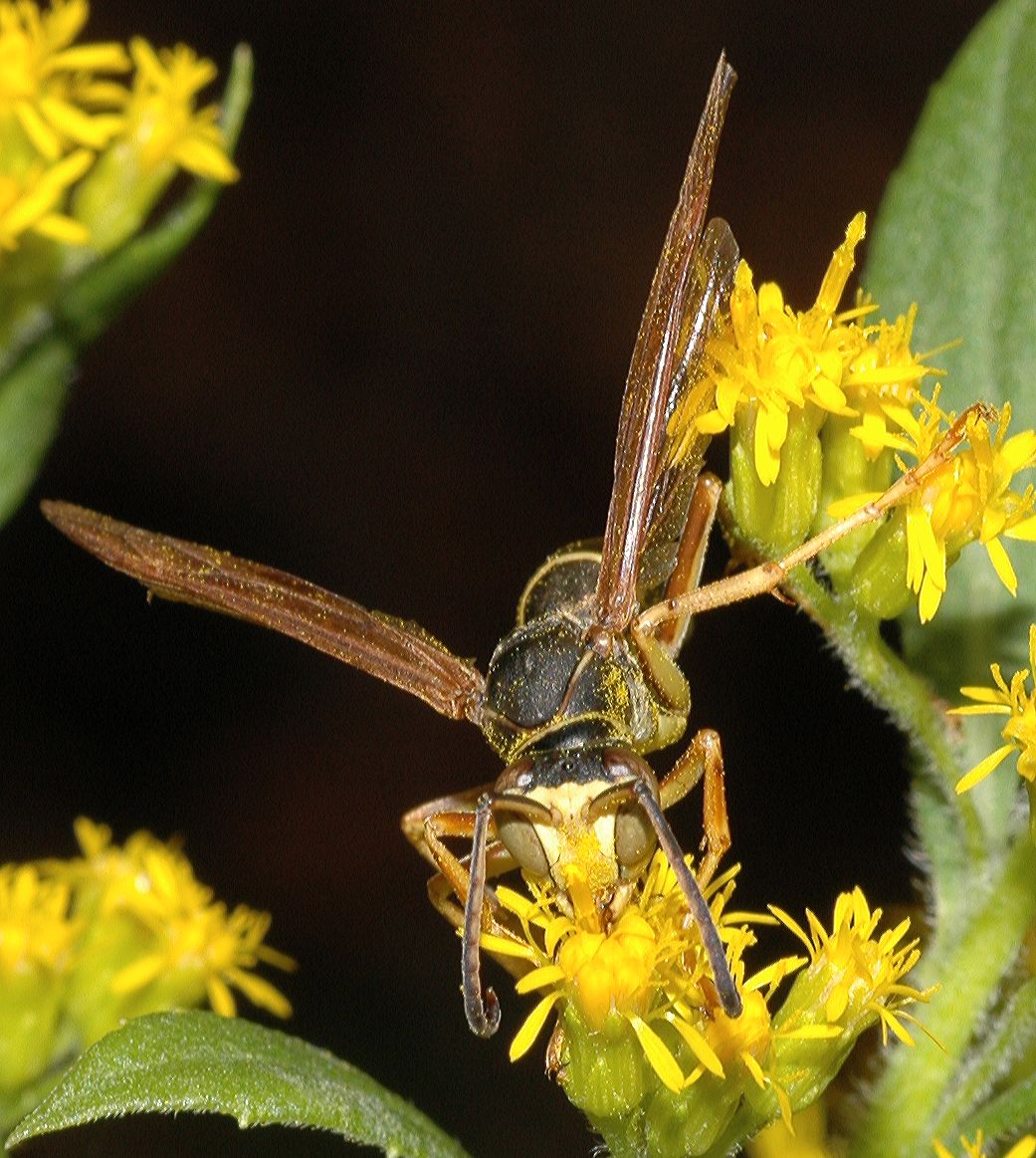 Vespidae Polistes fuscatus