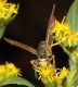 image of Polistes fuscatus