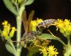 image of Polistes fuscatus
