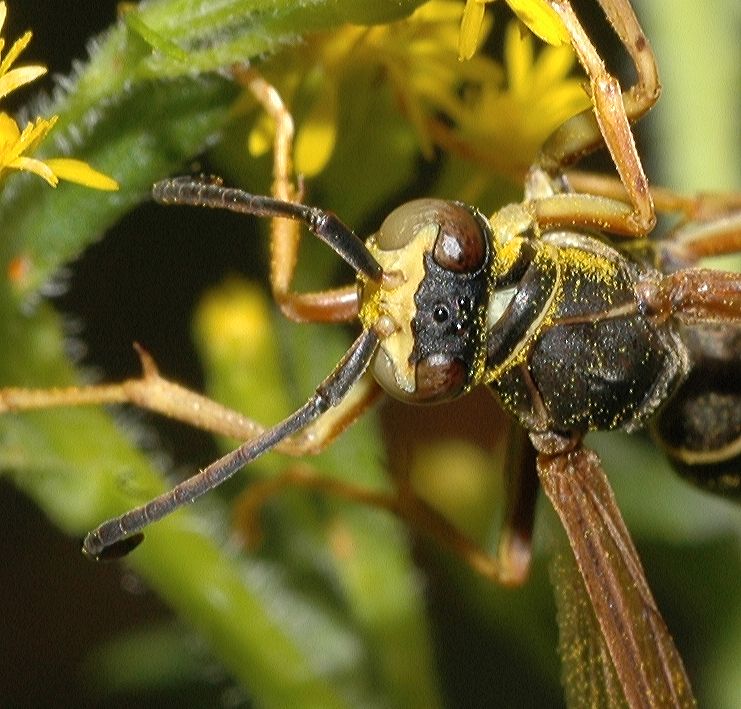Vespidae Polistes fuscatus