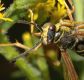 image of Polistes fuscatus