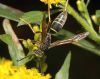 image of Polistes fuscatus