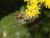 image of Vespula maculifrons