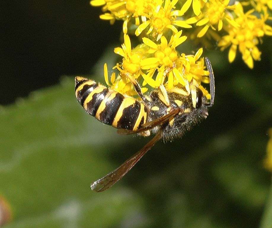 Vespidae Vespula maculifrons