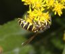 image of Vespula maculifrons