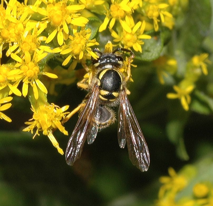 Vespidae Vespula maculifrons