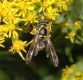image of Vespula maculifrons