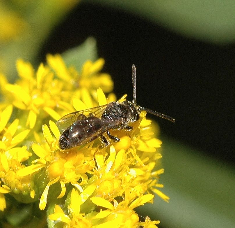 Halictidae  