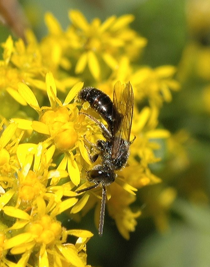 Halictidae  