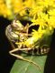 image of Polistes fuscatus