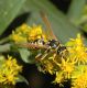 image of Polistes dominula