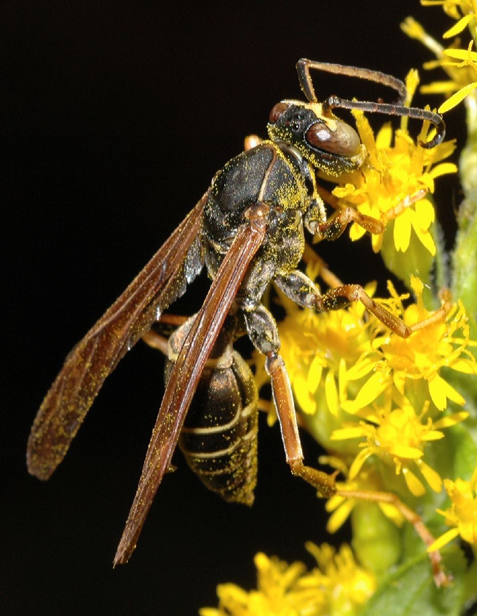Vespidae Polistes fuscatus