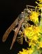 image of Polistes fuscatus