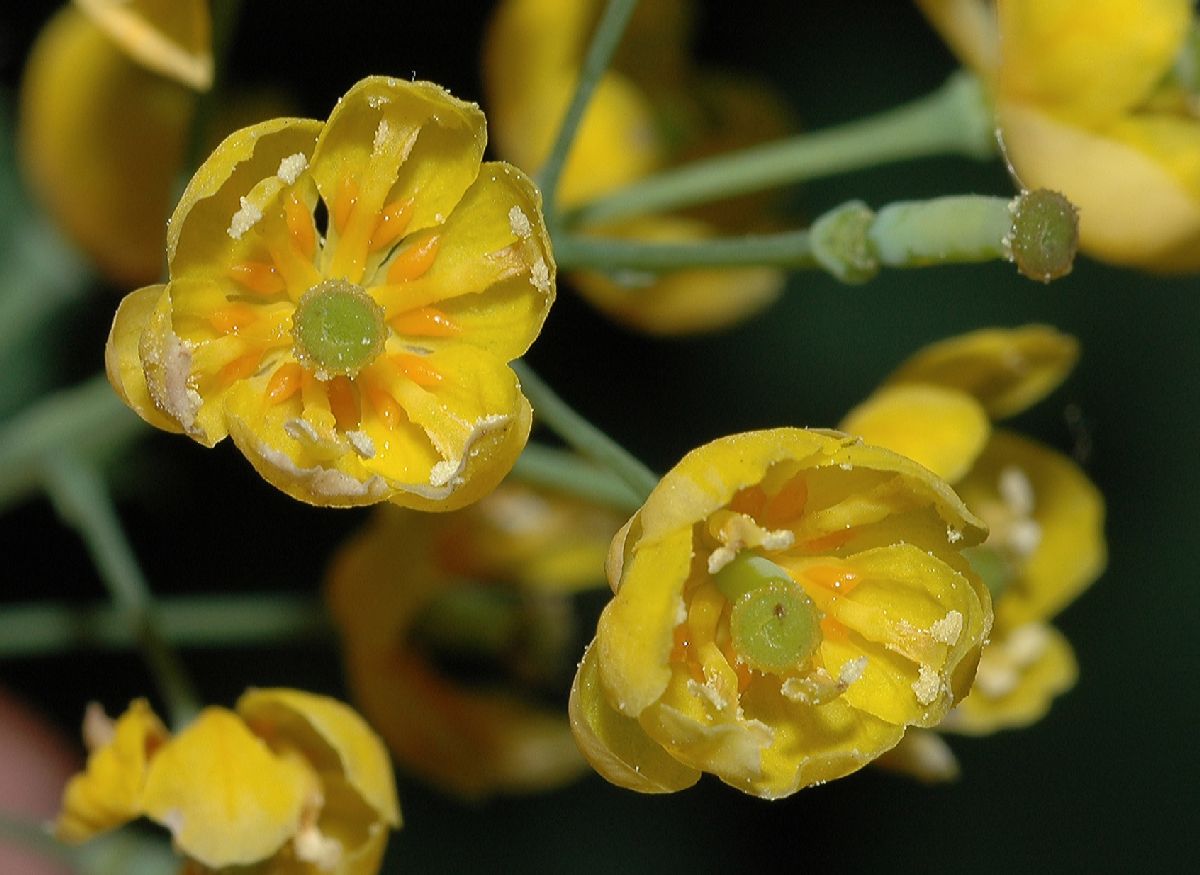 Berberidaceae Berberis vulgaris