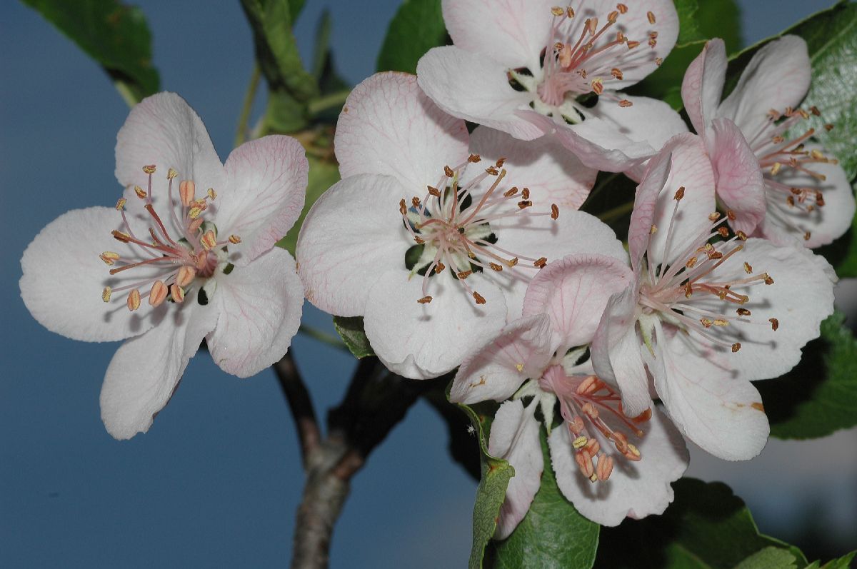 Rosaceae Malus coronaria