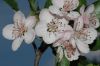 image of Malus coronaria