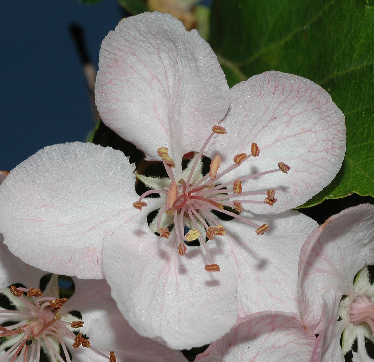 Rosaceae Malus coronaria