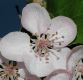 image of Malus coronaria