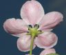 image of Malus coronaria