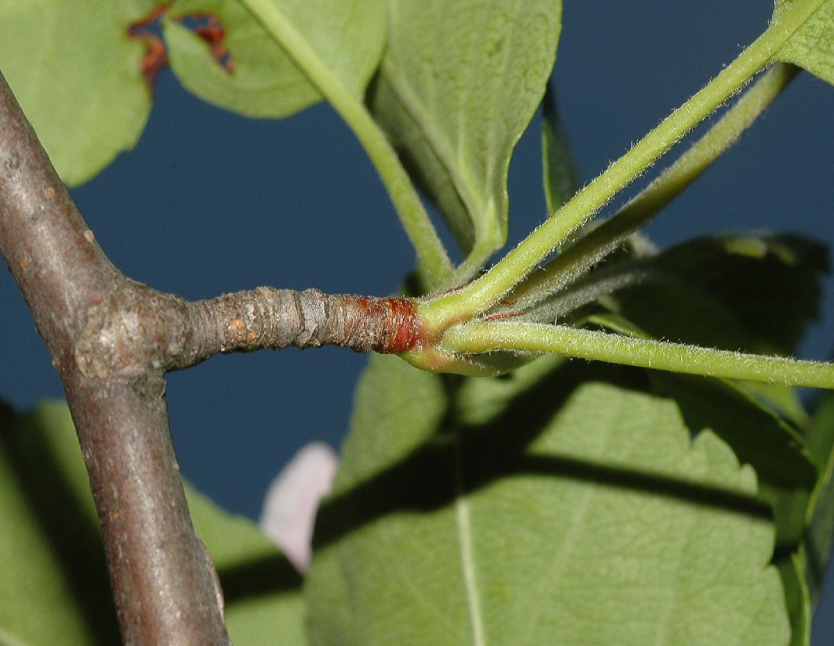 Rosaceae Malus coronaria