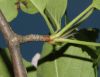 image of Malus coronaria