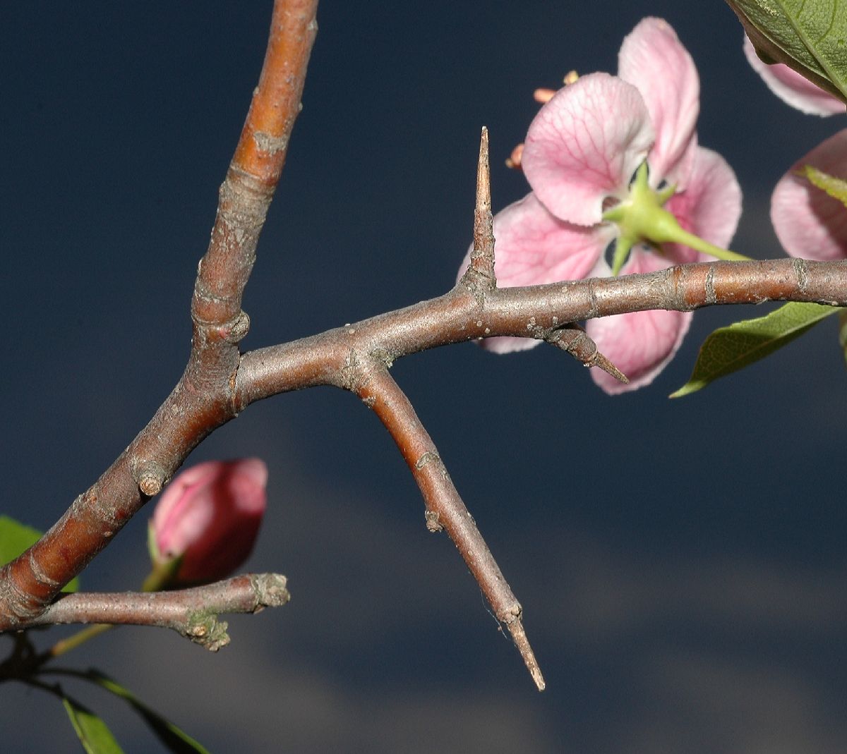 Rosaceae Malus coronaria