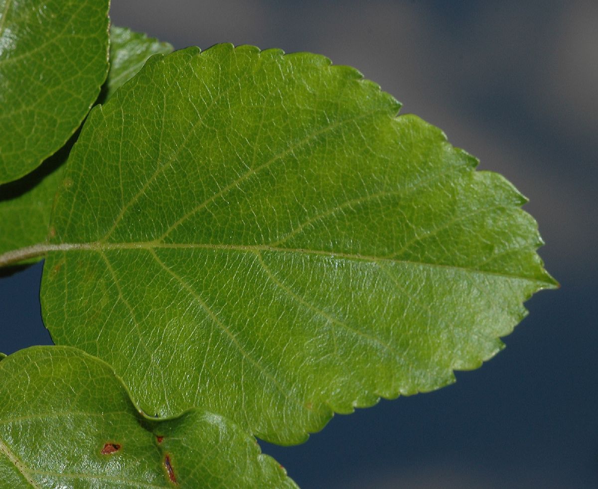 Rosaceae Malus coronaria