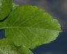 image of Malus coronaria