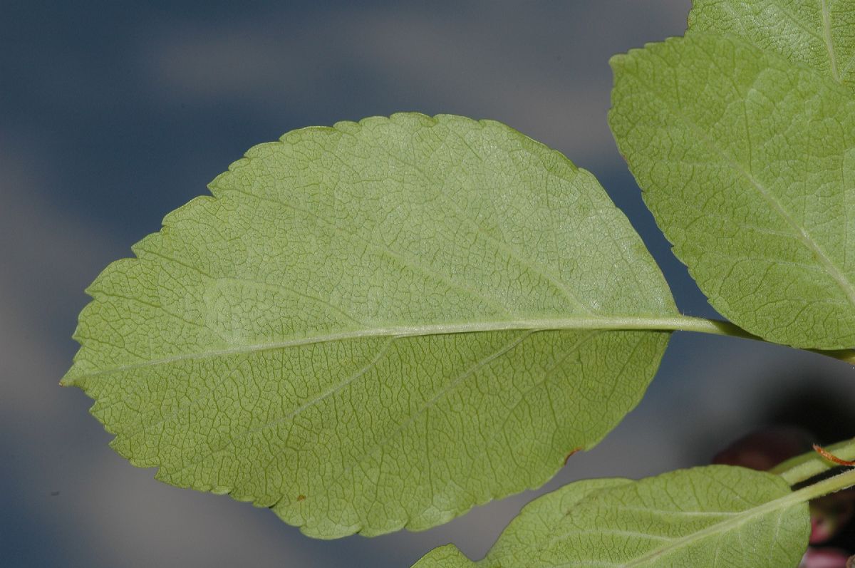 Rosaceae Malus coronaria