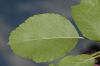 image of Malus coronaria