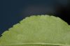 image of Malus coronaria