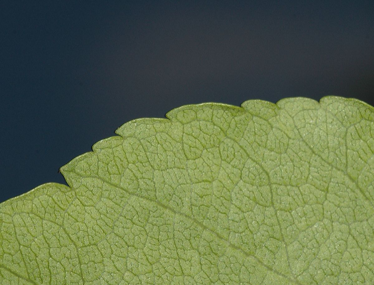 Rosaceae Malus coronaria