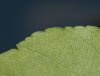 image of Malus coronaria